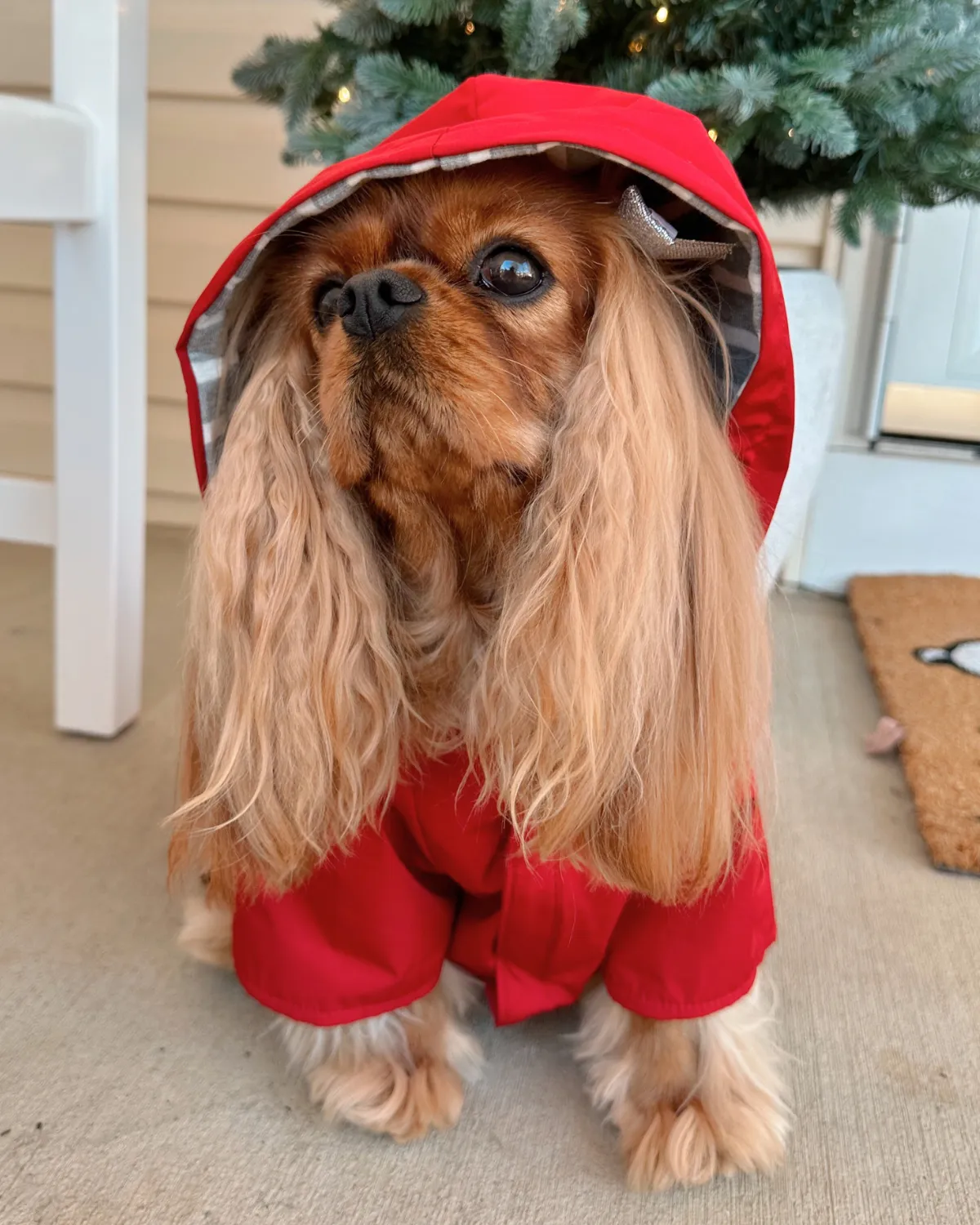 Highland Cold Weather Dog Jacket and Raincoat - Crimson Red