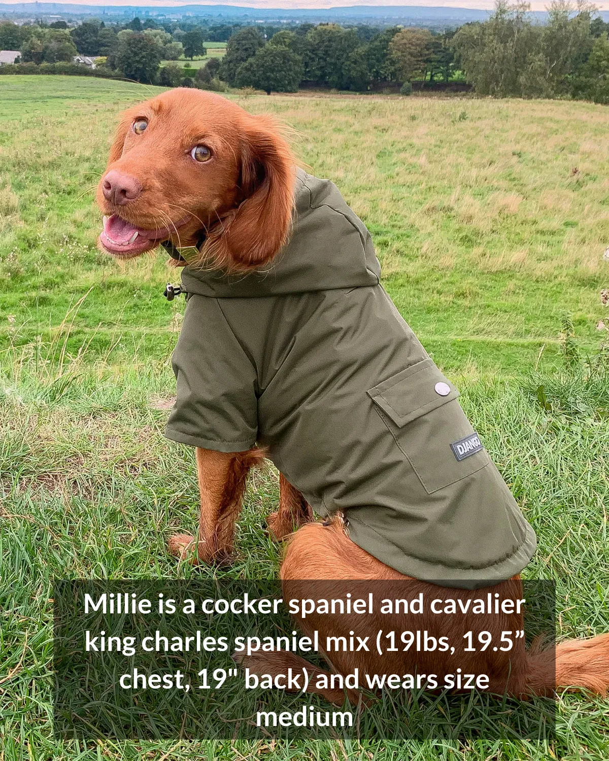 Highland Cold Weather Dog Jacket and Raincoat - Crimson Red